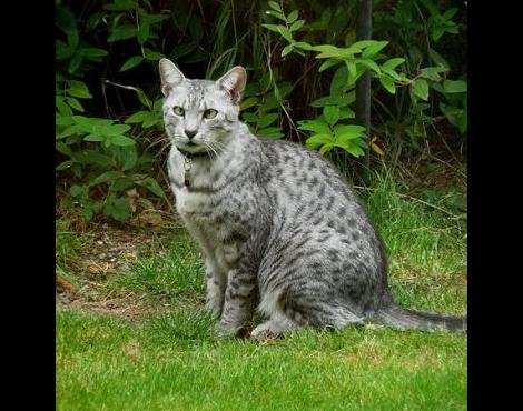 Egyptian Mau