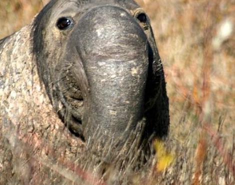 Elephant Seal