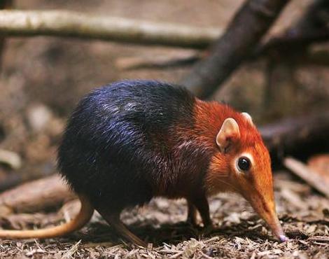 Elephant Shrew