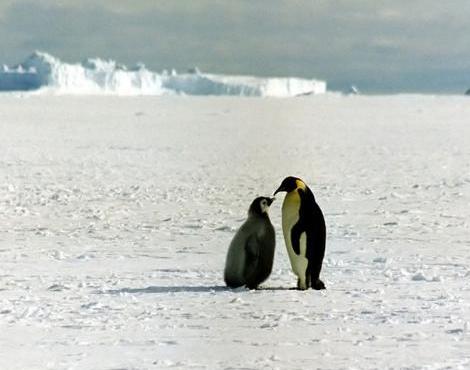 Emperor Penguin