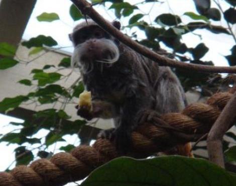 Emperor Tamarin