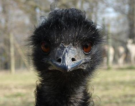 Emu