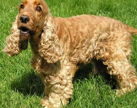 English Cocker Spaniel