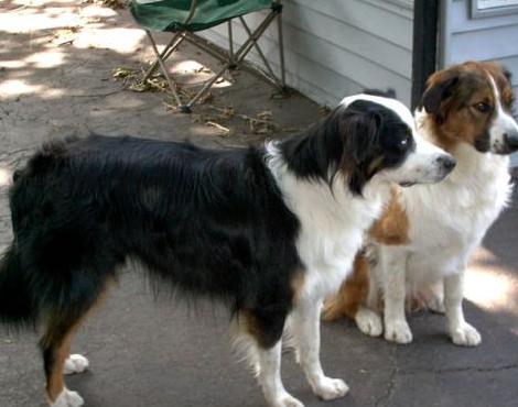 English Shepherd