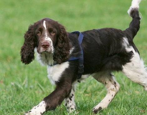 English Springer Spaniel