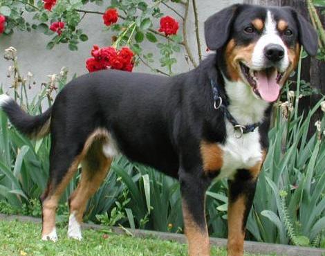 Entlebucher Mountain Dog