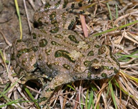 Fire-Bellied Toad