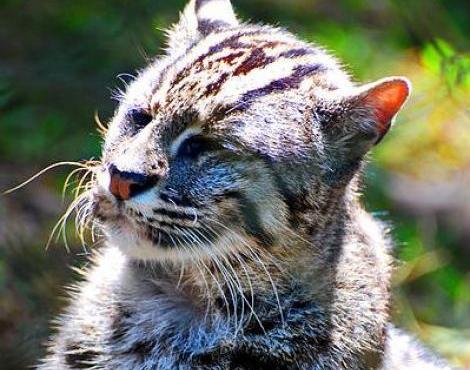 Fishing Cat