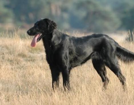 Flat Coat Retriever