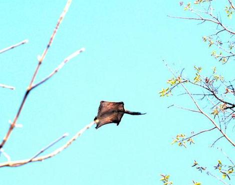 Flying Squirrel