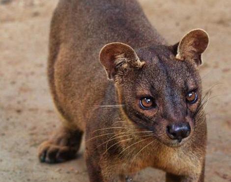 Fossa