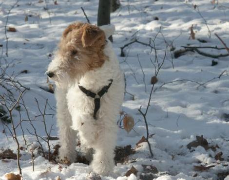 Fox Terrier