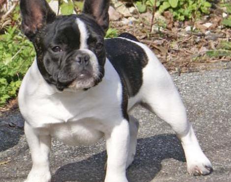 French Bulldog