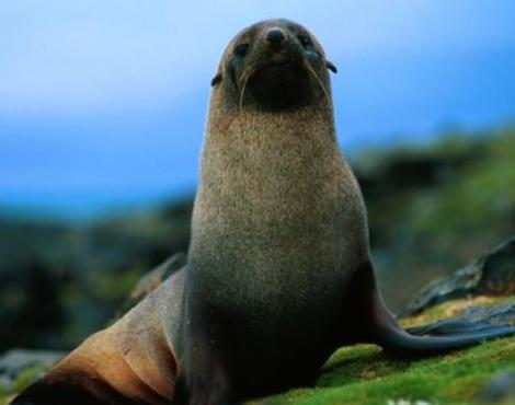 Fur Seal