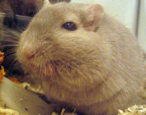 Gerbil