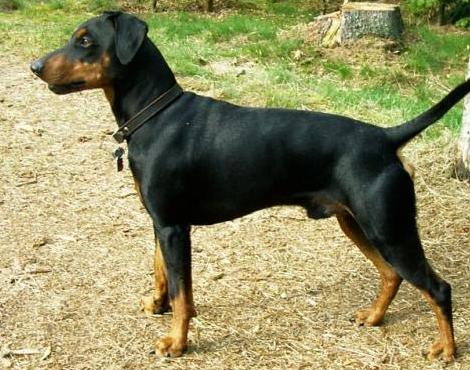 German Pinscher