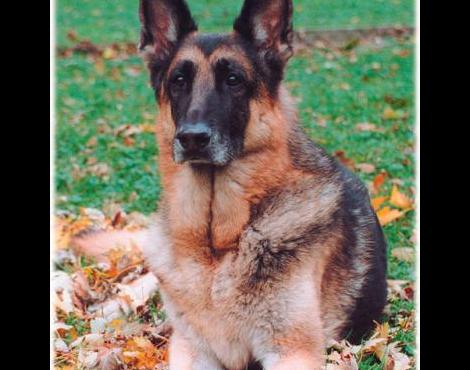 German Shepherd