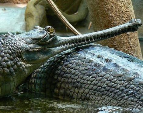 Gharial