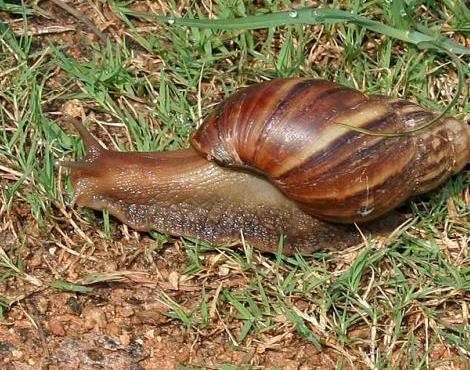 Giant African Land Snail