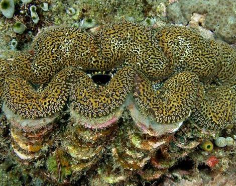 Giant Clam