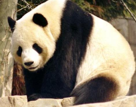 Giant Panda Bear