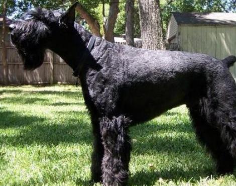 Giant Schnauzer