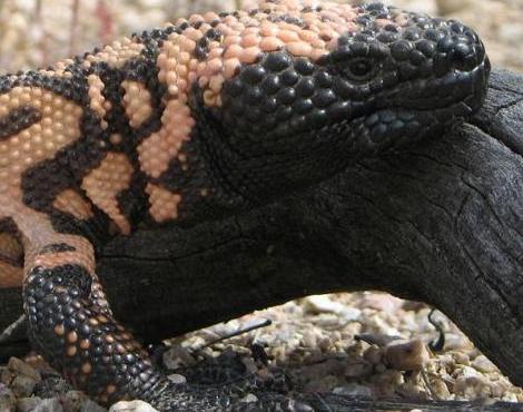 Gila Monster