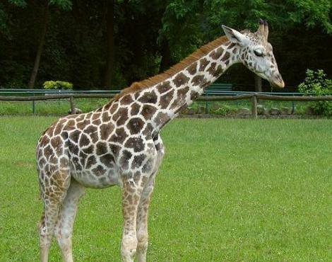 Giraffe