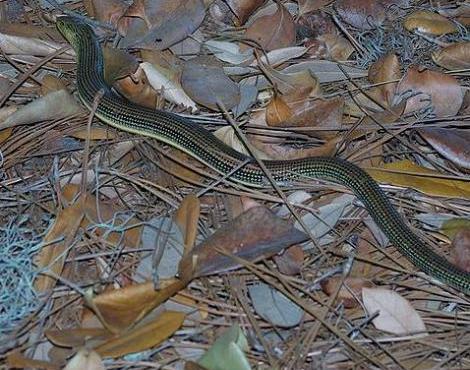 Glass Lizard