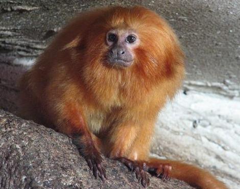 Golden Lion Tamarin