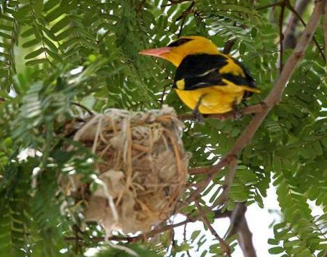 Golden Oriole