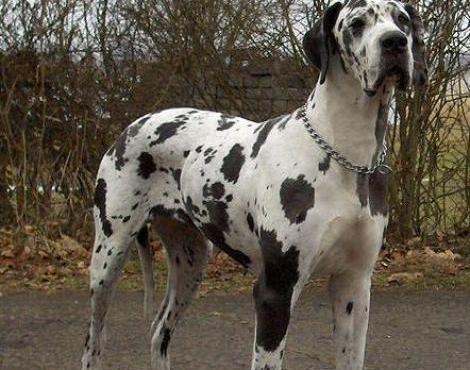 Great Dane