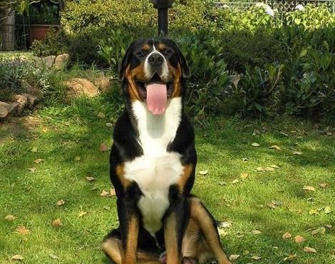 Greater Swiss Mountain Dog