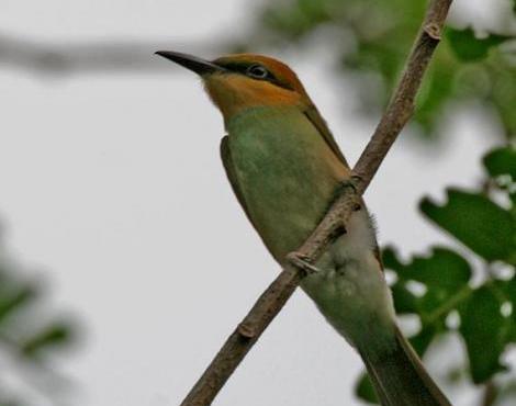 Green Bee-Eater