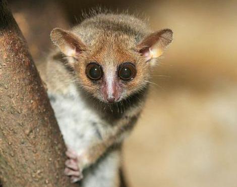 Grey Mouse Lemur