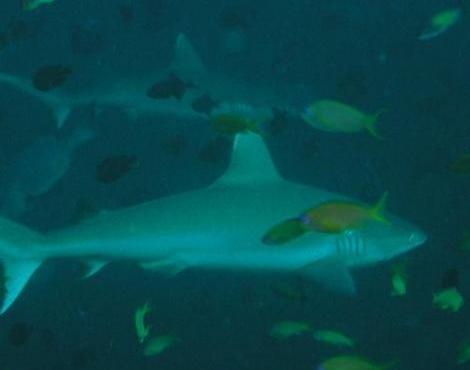 Grey Reef Shark