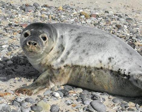 Grey Seal