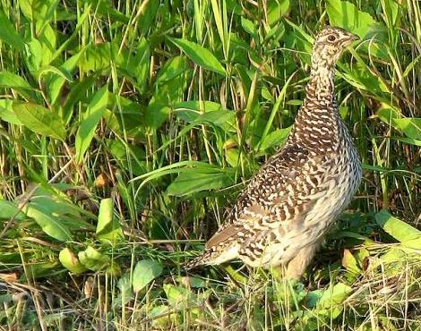 Grouse