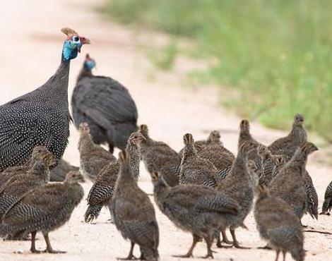 Guinea Fowl