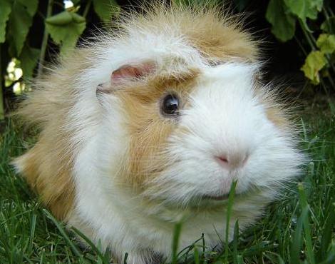 Guinea Pig