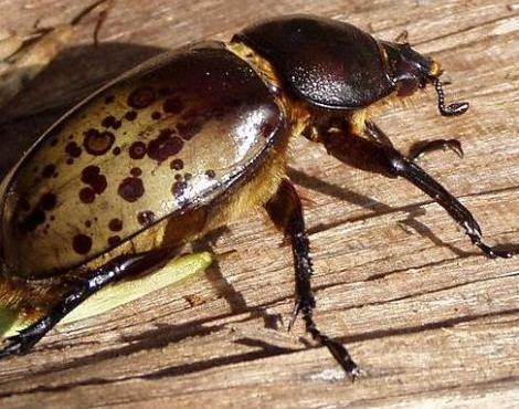 Hercules Beetle