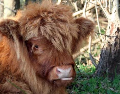 Highland Cattle