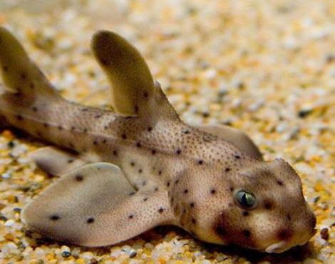 Horn Shark