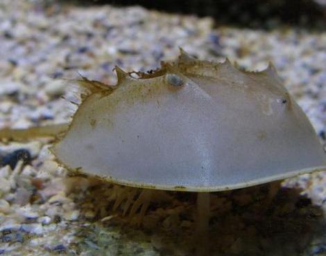 Horseshoe Crab