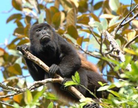 Howler Monkey