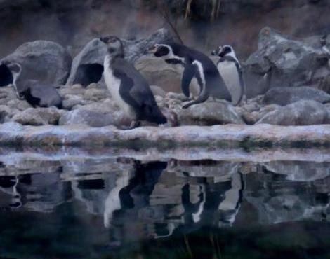 Humboldt Penguin