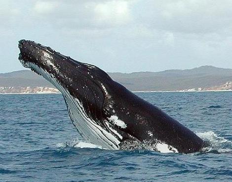 Humpback Whale