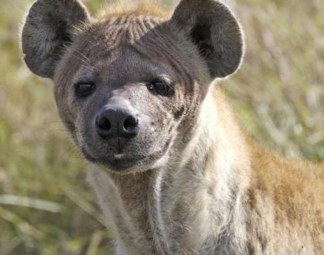 Hyena