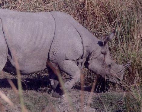 Indian Rhinoceros