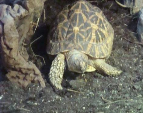 Indian Star Tortoise